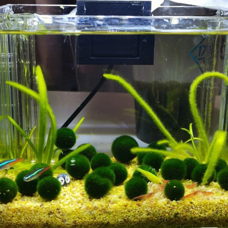 Bilă de alge Marimo în sticlă ecologică — peisaj hidroponic mic pentru cămin și acvariu cu pești de companie — plante acvatice oxigenante