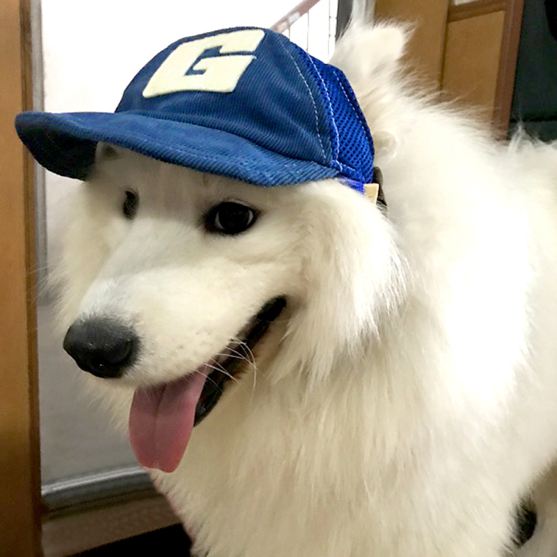 Cuki kutyás baseball sapka kinyúló fülekkel, kis- és nagytestű fajtáknak