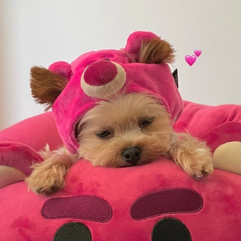 Kapa od vune za mačku s dizajnom Strawberry Bear – Brand Unique, za jesen