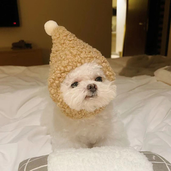 Pălărie de lână pentru pisici, pentru toamnă, ședințe foto