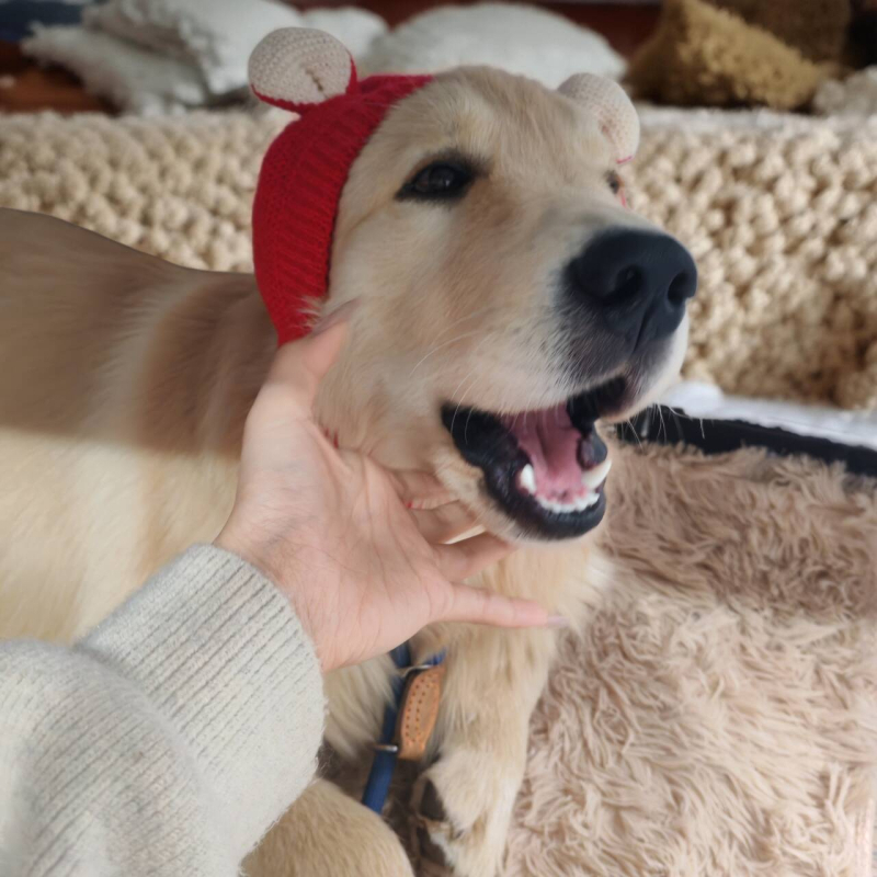 Téli kutyasapka közepes és nagy testű kutyáknak – Labrador és Golden Retriever, meleg fejfedő karácsonyra és új évre