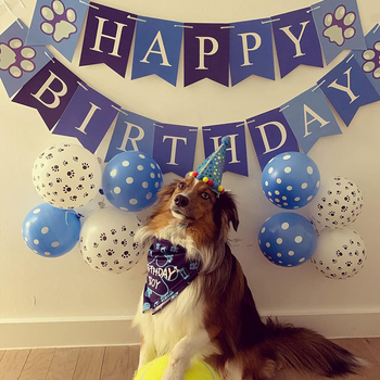 Háziállat születésnapi sapka — Cartoon minta; poliészter; twill szövet; nyomtatás; Márka Party Dog