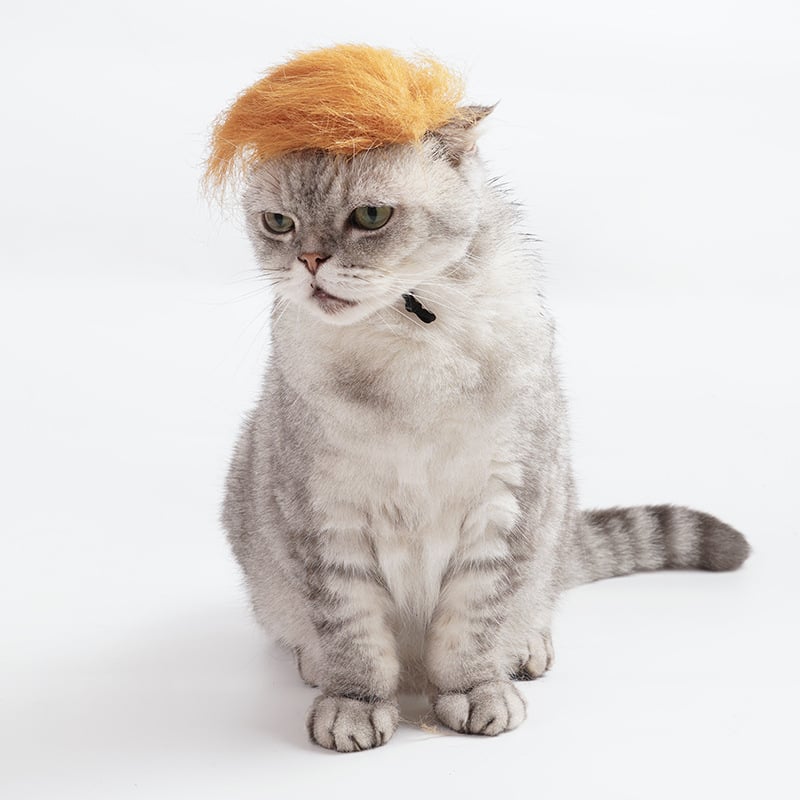 Trump-stílusú kisállat-paróka macskáknak és kutyáknak, sárga cosplay sapka