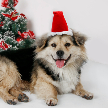 Piros karácsonyi sapka háziállatoknak – aranyos díszítő fejfedő kutyáknak és macskáknak