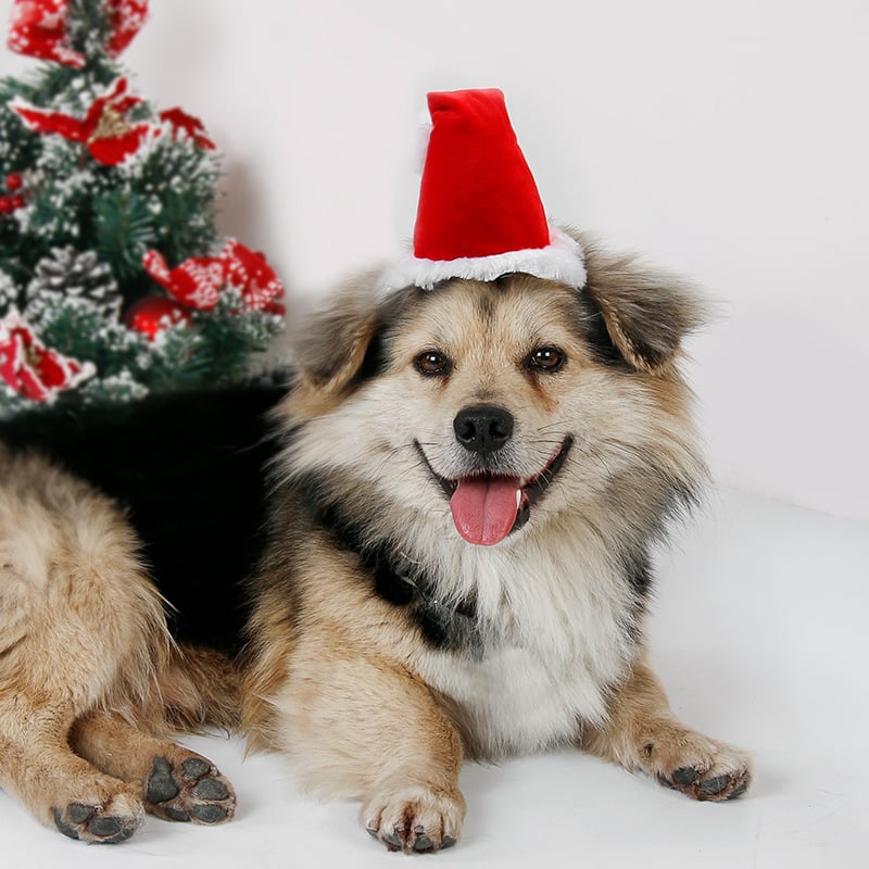 Piros karácsonyi sapka háziállatoknak – aranyos díszítő fejfedő kutyáknak és macskáknak
