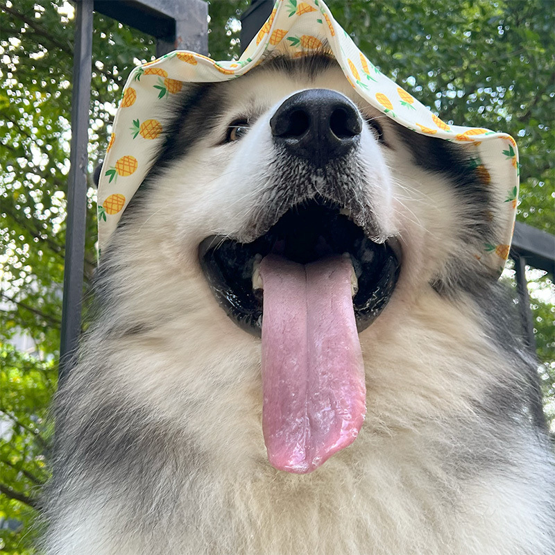 Kutyafejfedő sapka – Alaska Malamute és Samoyed, napvédő és meleg, tavasz-ősz, modern minimalist stílus