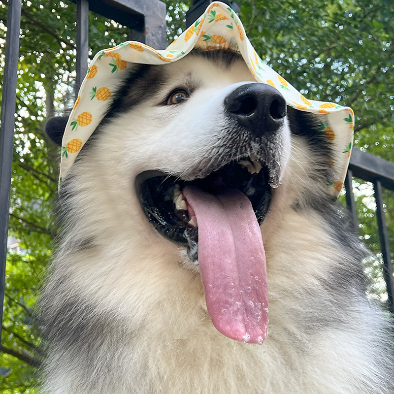 Kutyafejfedő sapka – Alaska Malamute és Samoyed, napvédő és meleg, tavasz-ősz, modern minimalist stílus