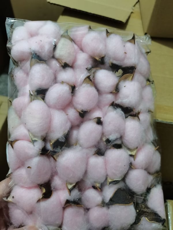 Jiangka Kapok Buchet cu Flori Uscate – Flori uscate pentru decor acasă, nunți și ședințe foto