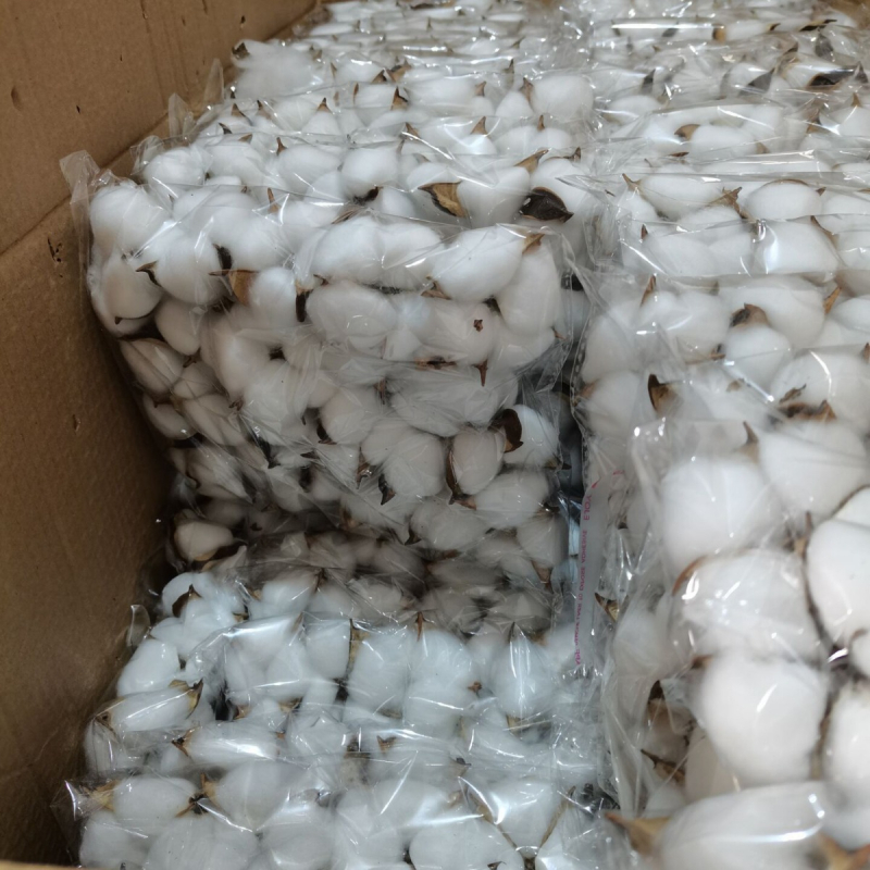 Jiangka Kapok Buchet cu Flori Uscate – Flori uscate pentru decor acasă, nunți și ședințe foto