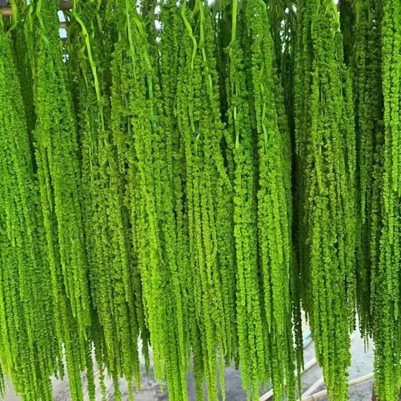 Buchet de flori uscate și conservate pentru decorul de perete la nuntă și fundal pentru fotografii — Flowers are sweet