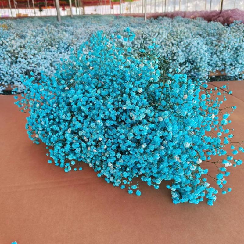 Buchet de flori uscate Manta – Material: flori uscate și Floare Eternă; Varietate: Gymphs; cadou potrivit; ocazii: Altele