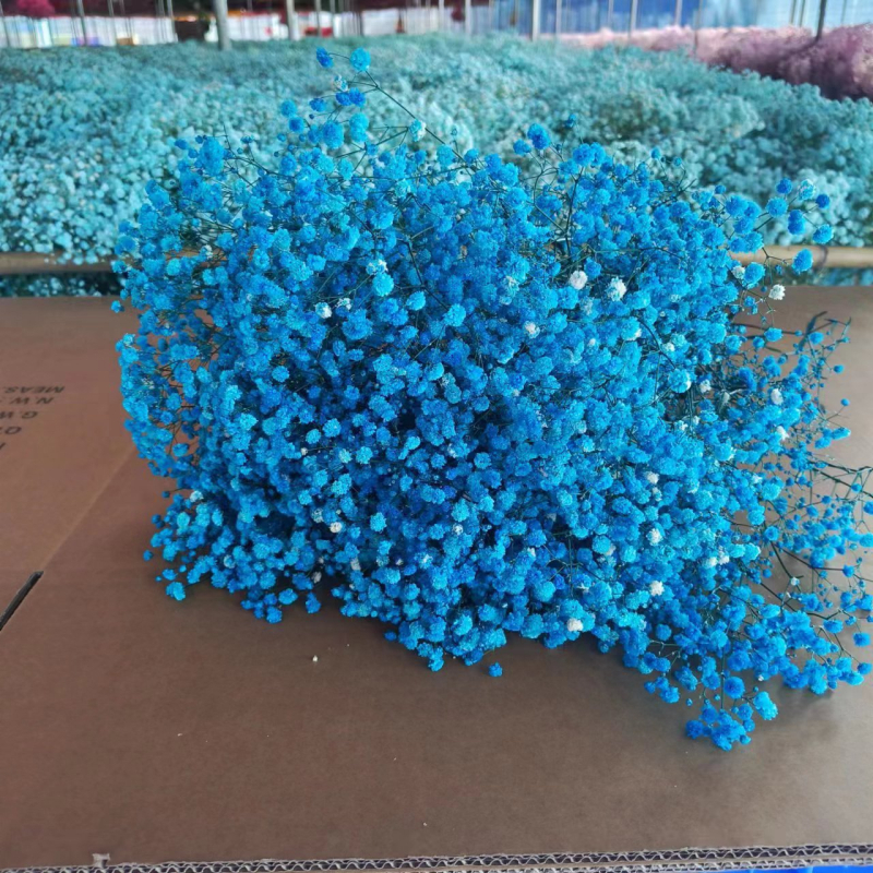 Buchet de flori uscate Manta – Material: flori uscate și Floare Eternă; Varietate: Gymphs; cadou potrivit; ocazii: Altele