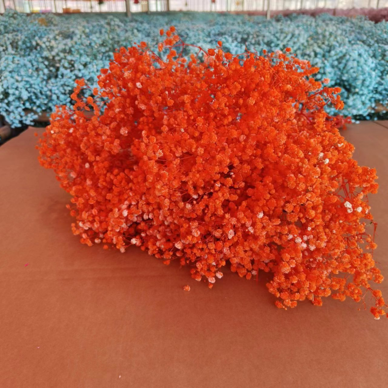 Buchet de flori uscate Manta – Material: flori uscate și Floare Eternă; Varietate: Gymphs; cadou potrivit; ocazii: Altele