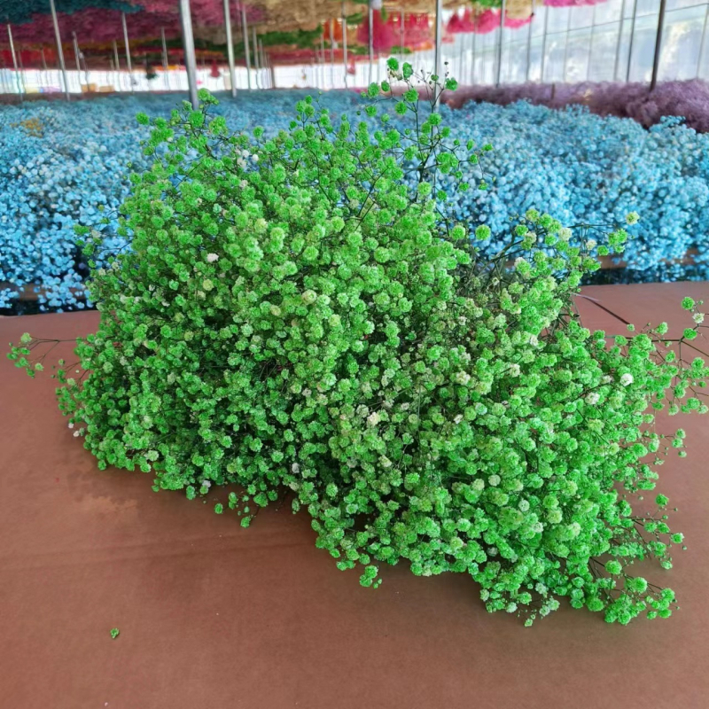 Buchet de flori uscate Manta – Material: flori uscate și Floare Eternă; Varietate: Gymphs; cadou potrivit; ocazii: Altele