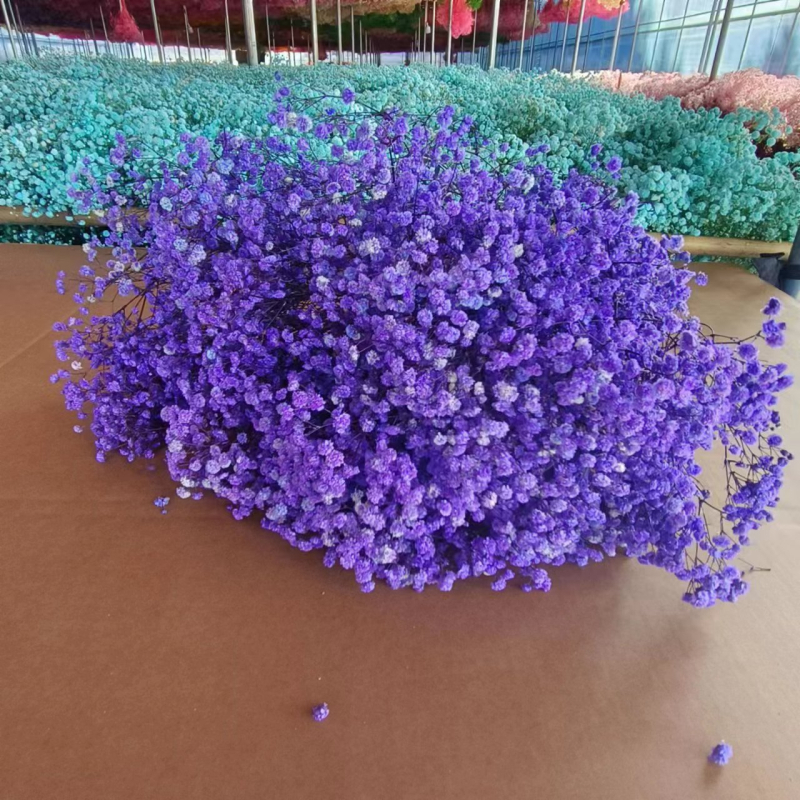 Buchet de flori uscate Manta – Material: flori uscate și Floare Eternă; Varietate: Gymphs; cadou potrivit; ocazii: Altele