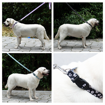 Poliészter kutya nyakörv és póráz készlet — nyakörv + póráz, 100 darabos dobozban