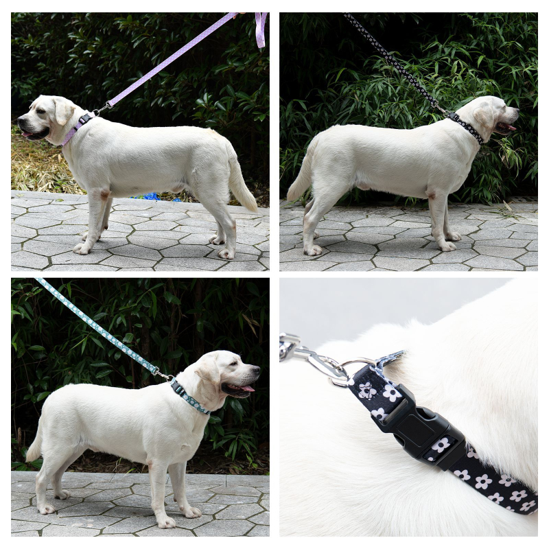 Poliészter kutya nyakörv és póráz készlet — nyakörv + póráz, 100 darabos dobozban