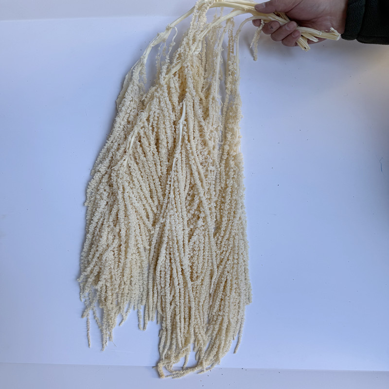 Flori veșnice atârnate – decor pentru nuntă; Material: floare veșnică; Varietate: orez atârnat; Nu este destinat ca un cadou