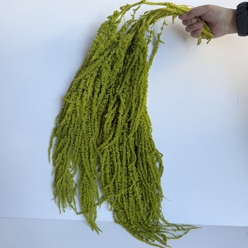 Flori veșnice atârnate – decor pentru nuntă; Material: floare veșnică; Varietate: orez atârnat; Nu este destinat ca un cadou