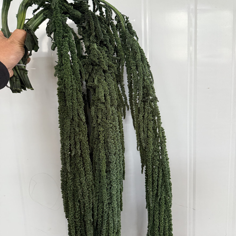 Flori veșnice atârnate – decor pentru nuntă; Material: floare veșnică; Varietate: orez atârnat; Nu este destinat ca un cadou