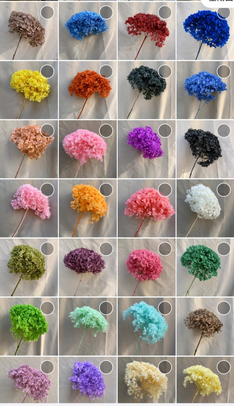 Anna hortensie uscate, vopsite, buchet