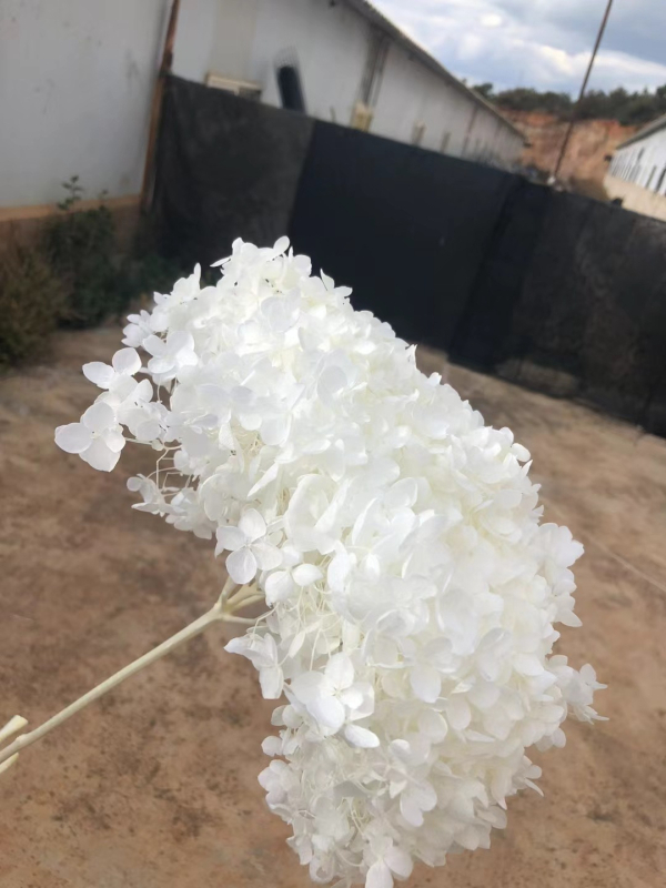 Anna hortensie uscate, vopsite, buchet