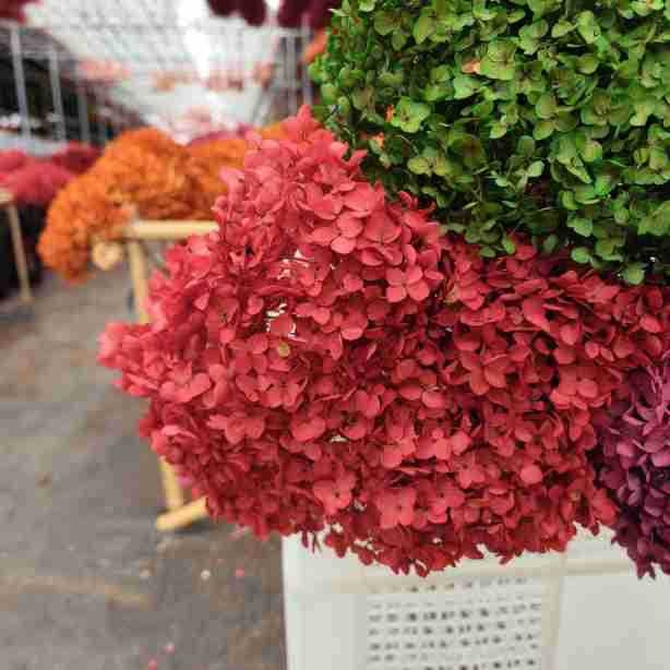 Anna hortensie uscate, vopsite, buchet