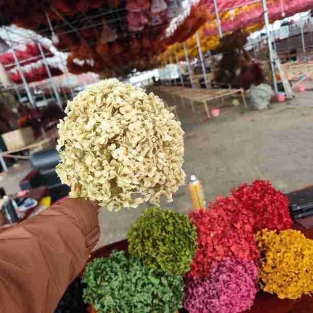 Anna hortensie uscate, vopsite, buchet