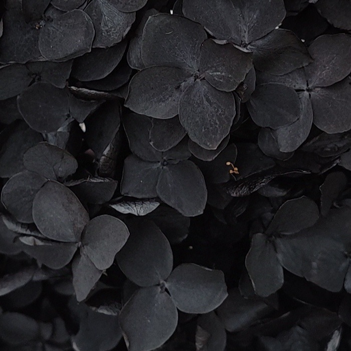 Anna hortensie uscate, vopsite, buchet