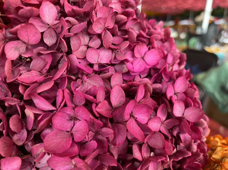 Anna hortensie uscate, vopsite, buchet