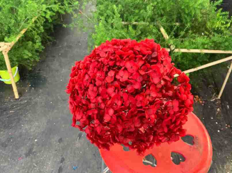 Anna hortensie uscate, vopsite, buchet