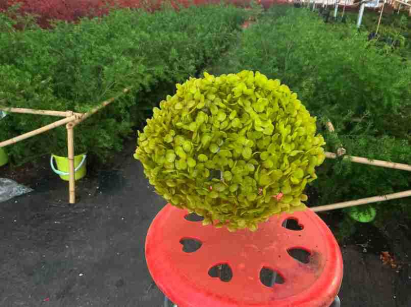 Anna hortensie uscate, vopsite, buchet