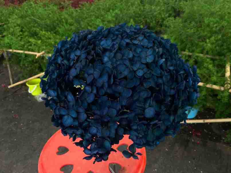 Anna hortensie uscate, vopsite, buchet