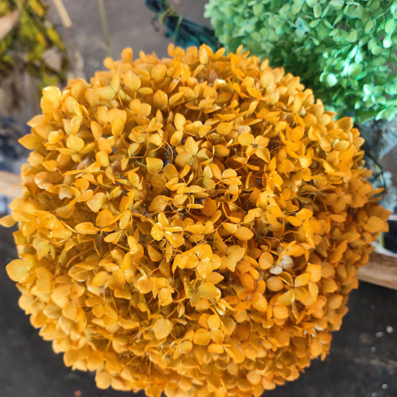 Anna hortensie uscate, vopsite, buchet