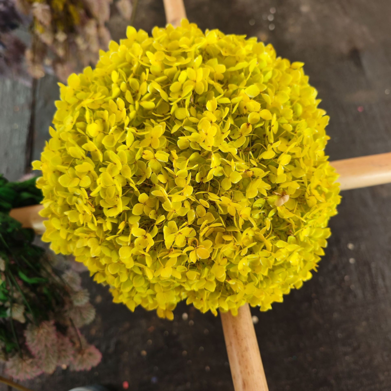 Anna hortensie uscate, vopsite, buchet