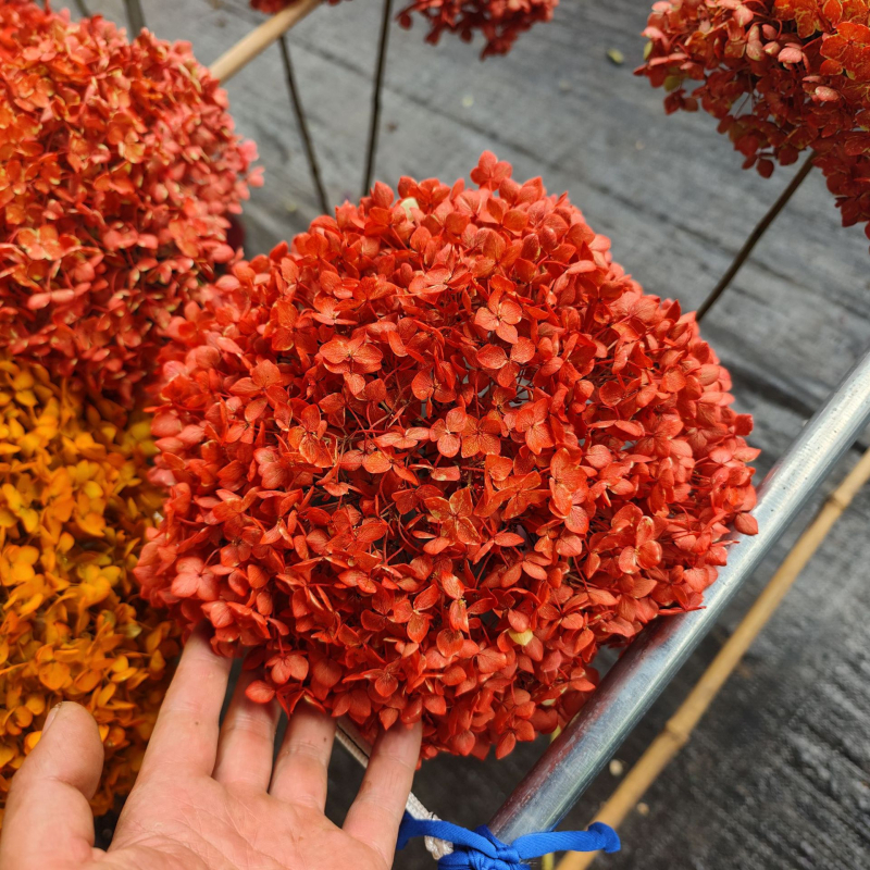 Anna hortensie uscate, vopsite, buchet