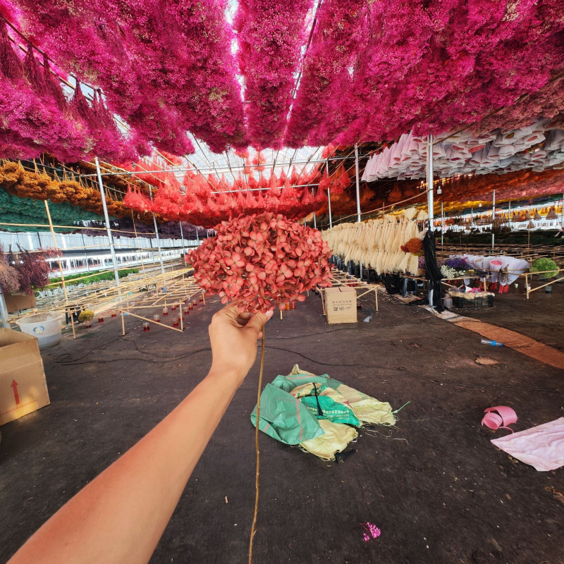 Anna hortensie uscate, vopsite, buchet