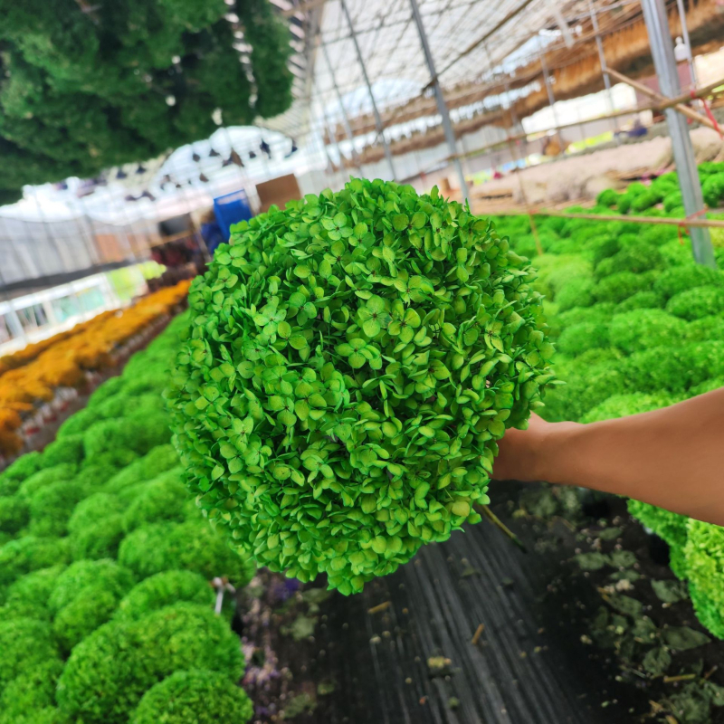 Anna hortensie uscate, vopsite, buchet