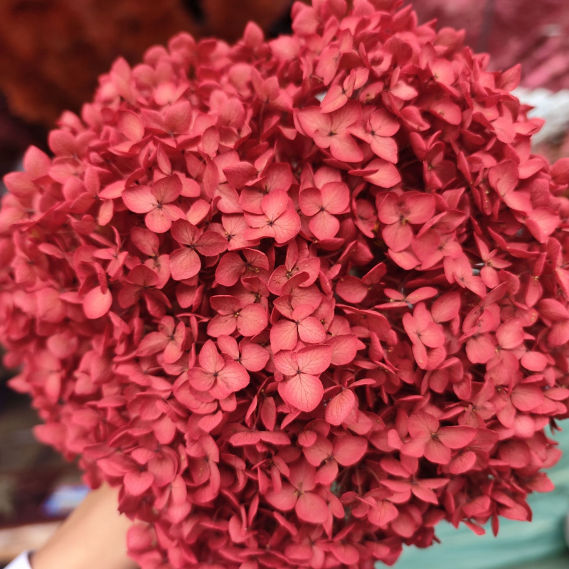 Anna hortensie uscate, vopsite, buchet