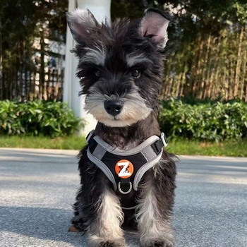 Schnauzer mellény-stílusú visszahúzható kutyapóráz