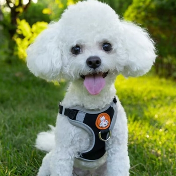 Schnauzer mellény-stílusú visszahúzható kutyapóráz