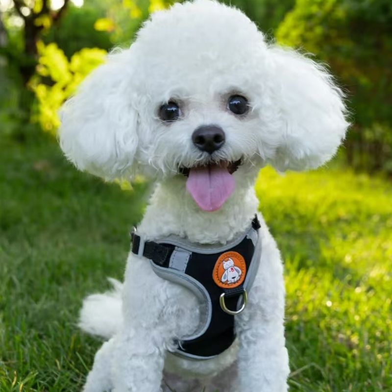 Schnauzer mellény-stílusú visszahúzható kutyapóráz