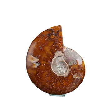 Kristalni kamen – fosilni ammonit morska školjka, prirodno, Runguan Jewelry, Kategorija: Kristalni kamen, Pakiranje: PP vrećica, Materijal: Kristal