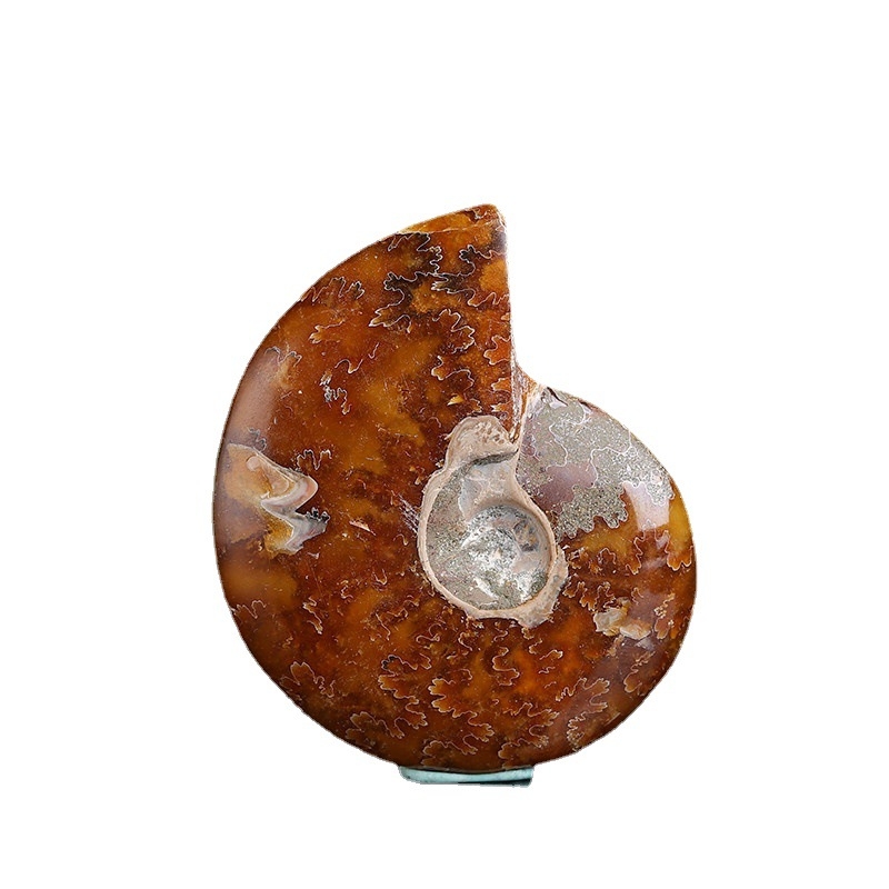 Kristalni kamen – fosilni ammonit morska školjka, prirodno, Runguan Jewelry, Kategorija: Kristalni kamen, Pakiranje: PP vrećica, Materijal: Kristal