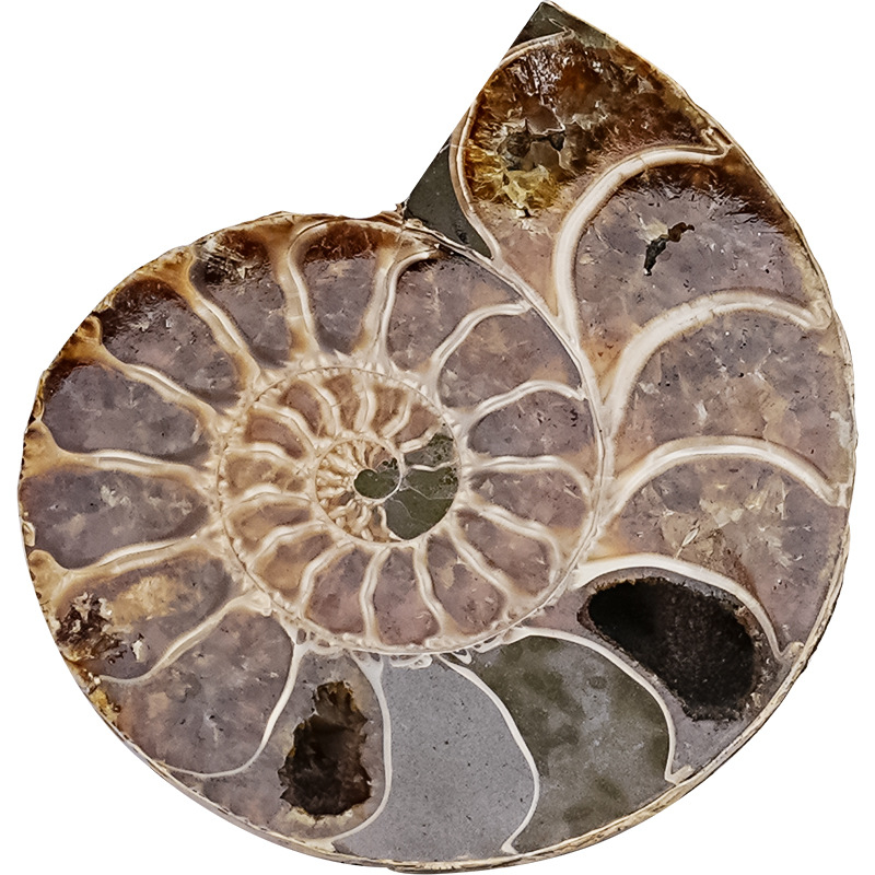 Felie de concha fosilizată — pandantiv geometric din cristal, Polymer Jewelry