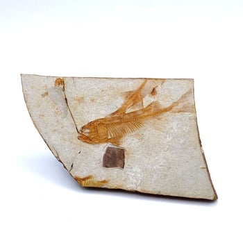 Piatra fosil naturală – ornament decorativ cu formă neregulată, pentru învățarea geologiei și demonstrații științifice