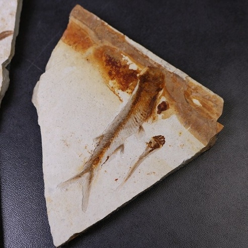 Piatra fosil naturală – ornament decorativ cu formă neregulată, pentru învățarea geologiei și demonstrații științifice