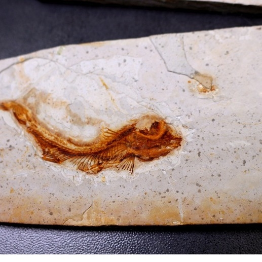 Piatra fosil naturală – ornament decorativ cu formă neregulată, pentru învățarea geologiei și demonstrații științifice