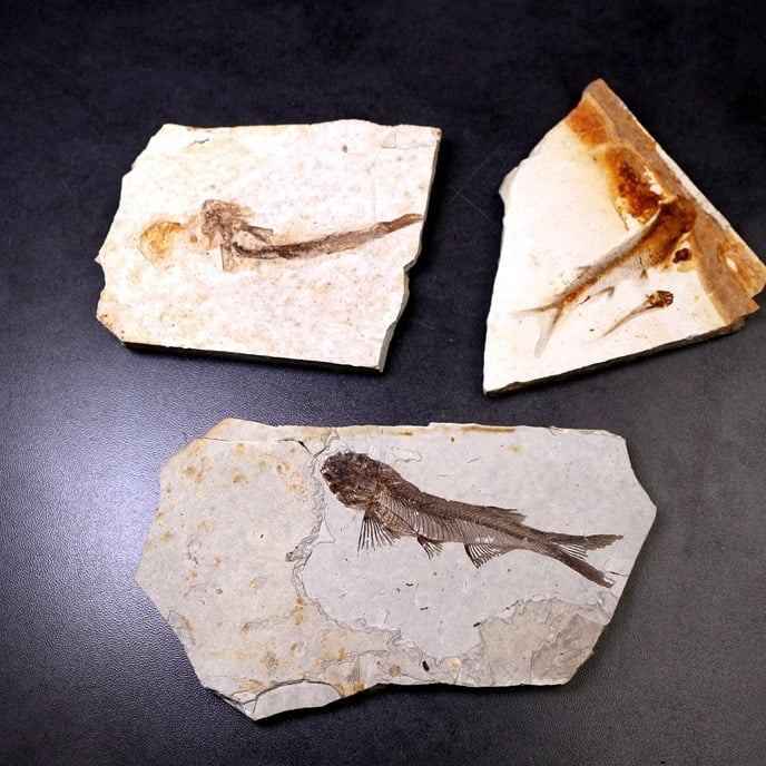 Piatra fosil naturală – ornament decorativ cu formă neregulată, pentru învățarea geologiei și demonstrații științifice