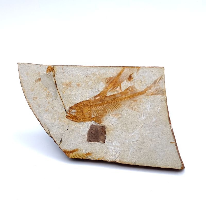 Piatra fosil naturală – ornament decorativ cu formă neregulată, pentru învățarea geologiei și demonstrații științifice